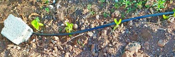 Seedlings in bare soil beside an irrigation pipe